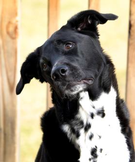 Fekete alapon fehér foltos labrador keverék oldalra döntött fejjel néz