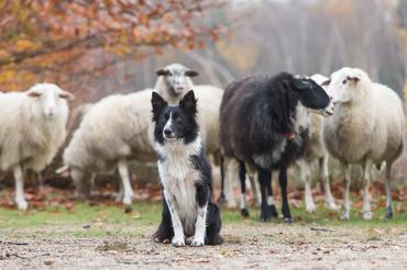 Border collie nyájjal birkákkal