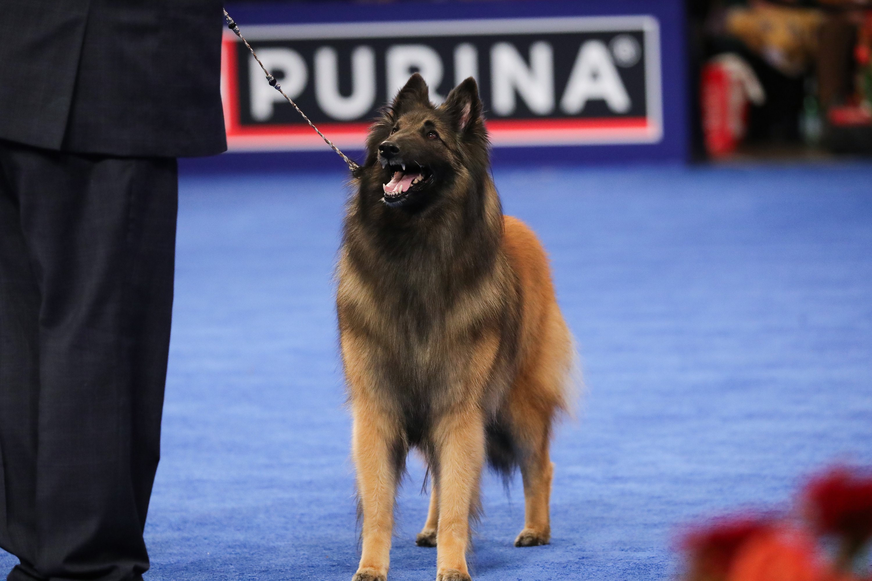 tervuren / tervueren egy kutyakiállításon
