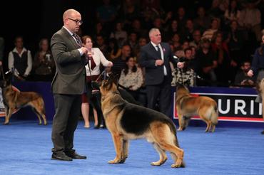 THE NATIONAL DOG SHOW PRESENTED BY PURINA -- 2023 -- Pictured: (l-r) Lenny Brown, Handler; 2023 National Dog Show Herding Group Winner, German Shepherd named "Heathcliff" -- (Photo by: Bill McCay/NBC via Getty Images)