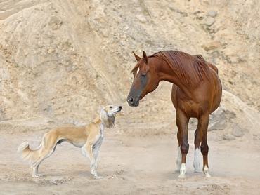 Persian sighthound Saluki with Arabian horse standing and sniffing on yellow sand bagkground