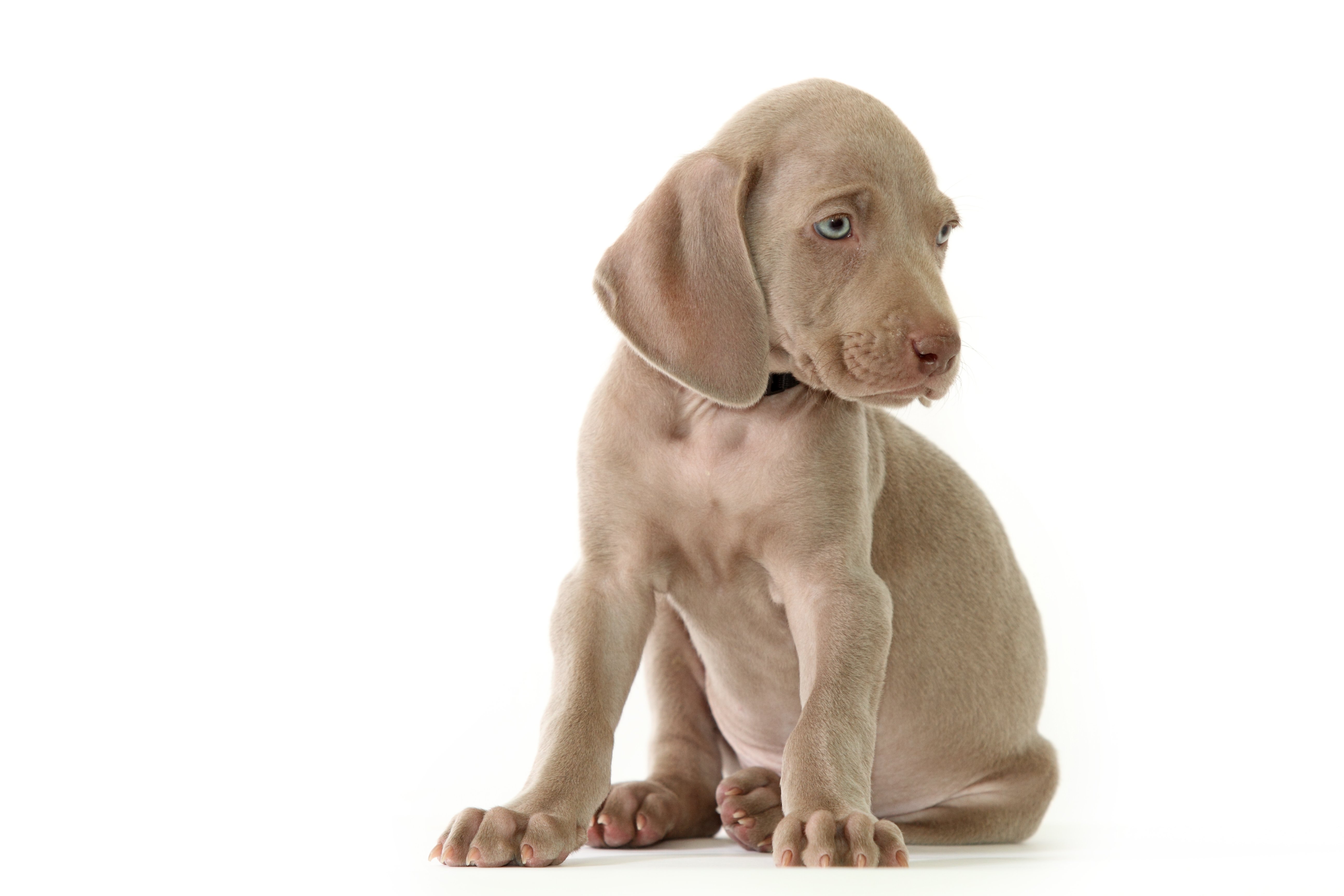 weimari vizsla kölyök