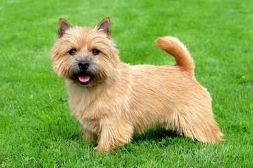The portrait of Norwich Terrier in a garden