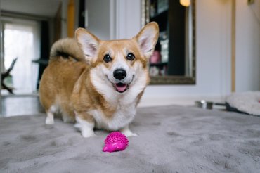 Corgi egy játékával