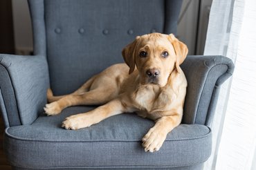 Labrador Retriever kölyök a fotelban fekszik a lakásban