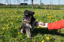 miniatűr schnauzer pacsit ad
