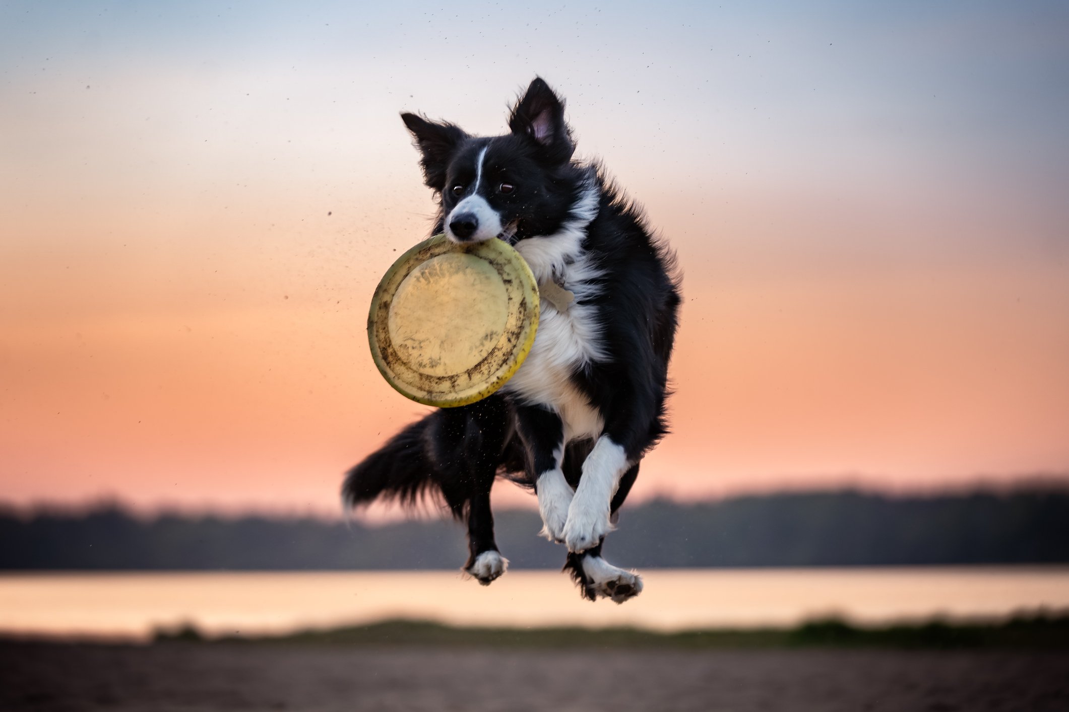 border collie frizbizik a naplementében