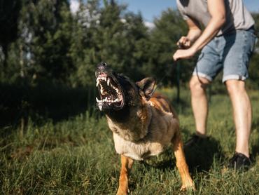 Német juhászkutya agresszíven ugat, gazdája pórázon tartja