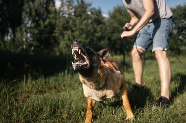 Német juhászkutya agresszíven ugat, gazdája pórázon tartja