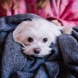 Bichon plédben