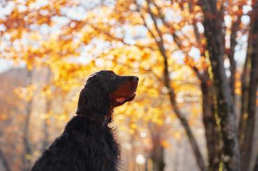 A Gordon Setter dog standing in an autumn forest with colorful leaves and trees.