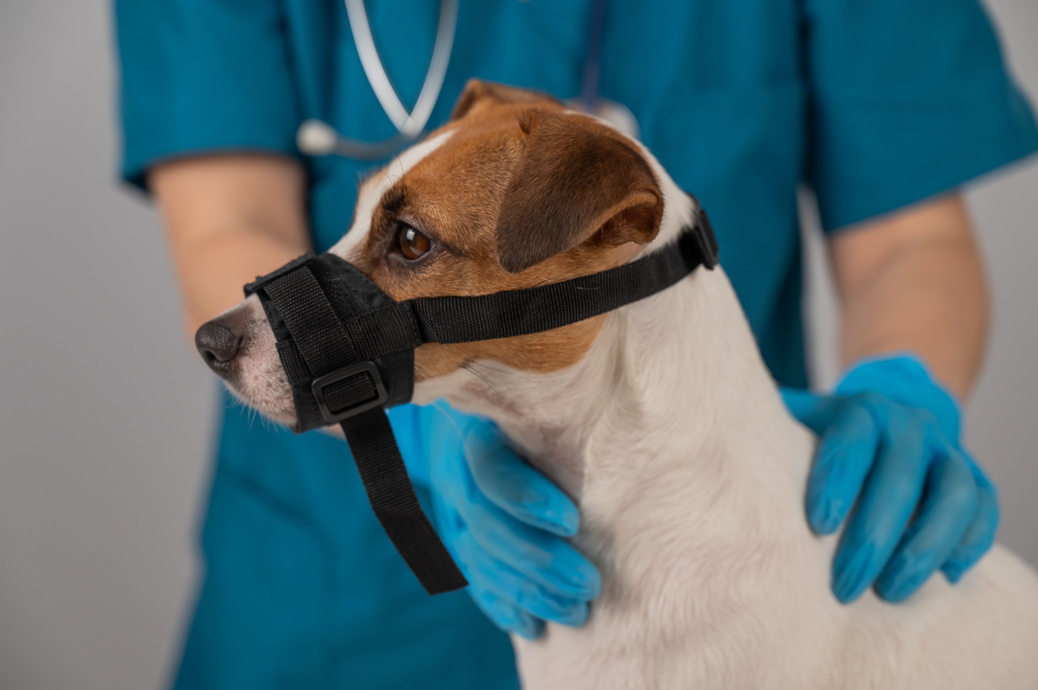 kutya (jack russel terrier) textil szájkosárban az állatorvosnál