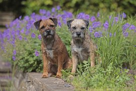 két border terrier