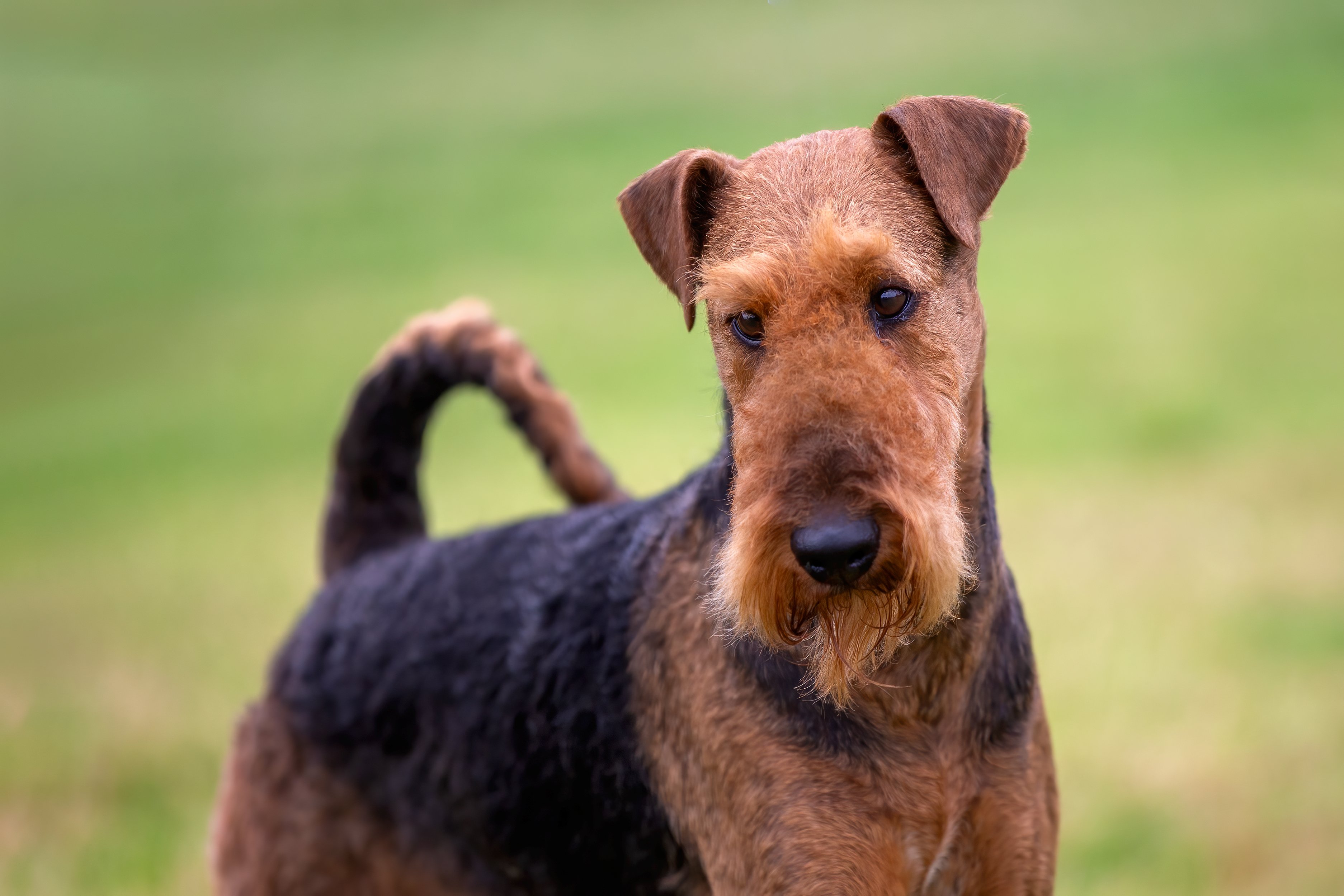 airedale terrier arc