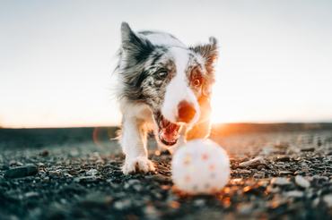 Border collie a vízparton labdázik, apportírozik