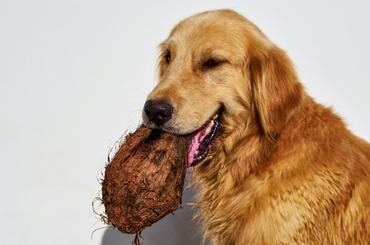 Golden retriever kókuszt tart a szájában