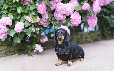 Black and Tan Dachshund Sitting Gracefully Against Pink Hydrangea Blooms, looking at camera