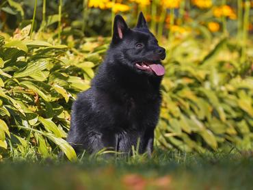 Obedient Schipperke dog posing outdoors sitting on a green grass in summer