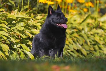 Obedient Schipperke dog posing outdoors sitting on a green grass in summer