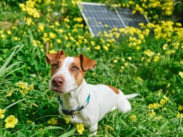 jack russell terrier ül a fűben