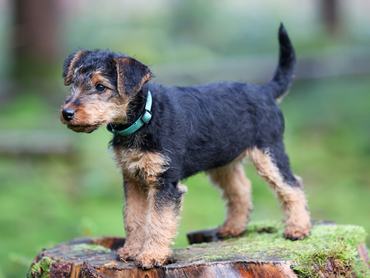 Cute Welsh Terrier hunting dog puppy is posing on a tree stump in the forest with bokeh foliage in the background, looking directly in the camera.