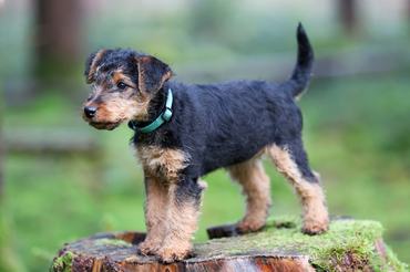 Cute Welsh Terrier hunting dog puppy is posing on a tree stump in the forest with bokeh foliage in the background, looking directly in the camera.