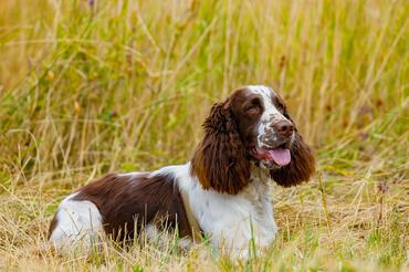 Adult English springer spaniel outdoor at dry grass background