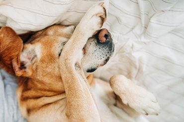 álmos kutya mancsa a szeme előtt, nem akar felkelni