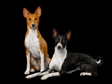 Two basenji dogs lying on an isolated black background, side view, full height, looking in camera