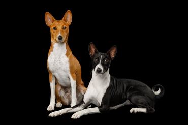 Two basenji dogs lying on an isolated black background, side view, full height, looking in camera