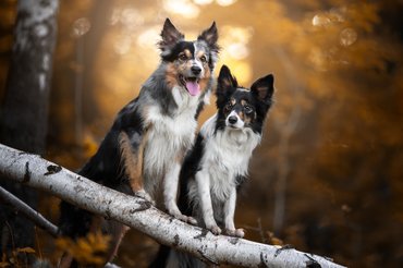 Két kutya az erdőben