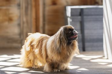 A royal Pekingese dog on wooden floor indoor. Red sable long-haired Pekingese dog, adult female. Also known as Pekinese, Beijing Lion Dog or Chinese Spaniel.