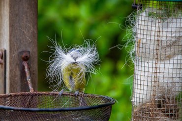 Kékcinke állati szőrt tart a csőrében