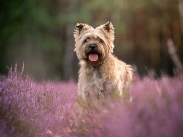 Charming Cairn Terrier standing in a field of blooming purple heather, captured in warm natural light with a shallow depth of field. The small, scruffy dog looks directly at the camera with its tongue out, expressing joy and friendliness. Soft bokeh background and vibrant colors create an inviting, lifestyle atmosphere. Ideal for themes of pets, happiness, companionship, nature, countryside walks, and outdoor adventures with dogs.