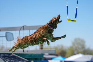Golden retriever a medencében ugrik