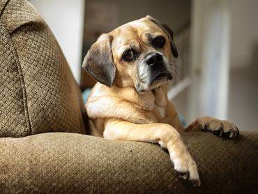 Puggle designer kutya a kamerába néz