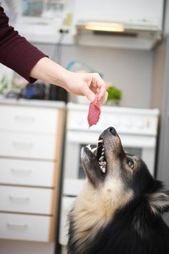 Nyers húst ad gazdája a kutyának a konyhában