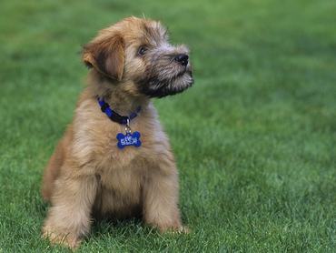UNITED STATES - 2000/01/01: USA, 10 Week Old Soft Coated Wheaten Terrier. (Photo by Wolfgang Kaehler/LightRocket via Getty Images)