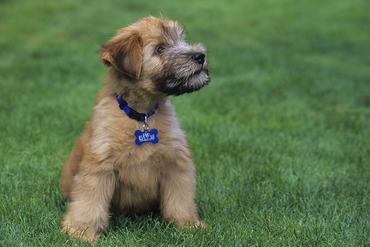 UNITED STATES - 2000/01/01: USA, 10 Week Old Soft Coated Wheaten Terrier. (Photo by Wolfgang Kaehler/LightRocket via Getty Images)