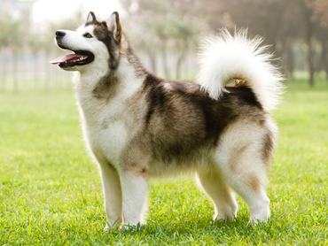 Alaskan sled dog on the grass