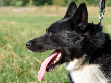 The portrait of ideal Karelian Bear Dog