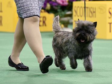 A Cairn Terrier competes in the Terrier Group during the second day of competition at the 140th Annual Westminster Kennel Club Dog Show at Madison Square Garden on February 16, 2016 in New York City.