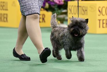A Cairn Terrier competes in the Terrier Group during the second day of competition at the 140th Annual Westminster Kennel Club Dog Show at Madison Square Garden on February 16, 2016 in New York City.