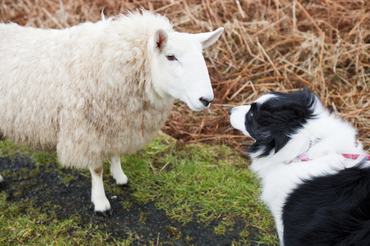 Egy border collie és egy juh nézik egymást