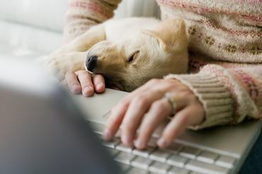 Golden retriever kölyök alszik, gazdája dolgozik