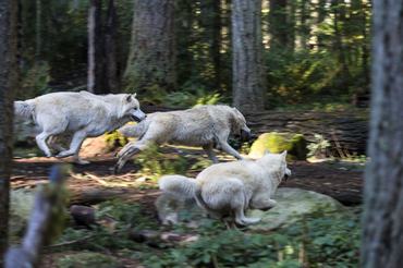Farkasok futnak az erdőben