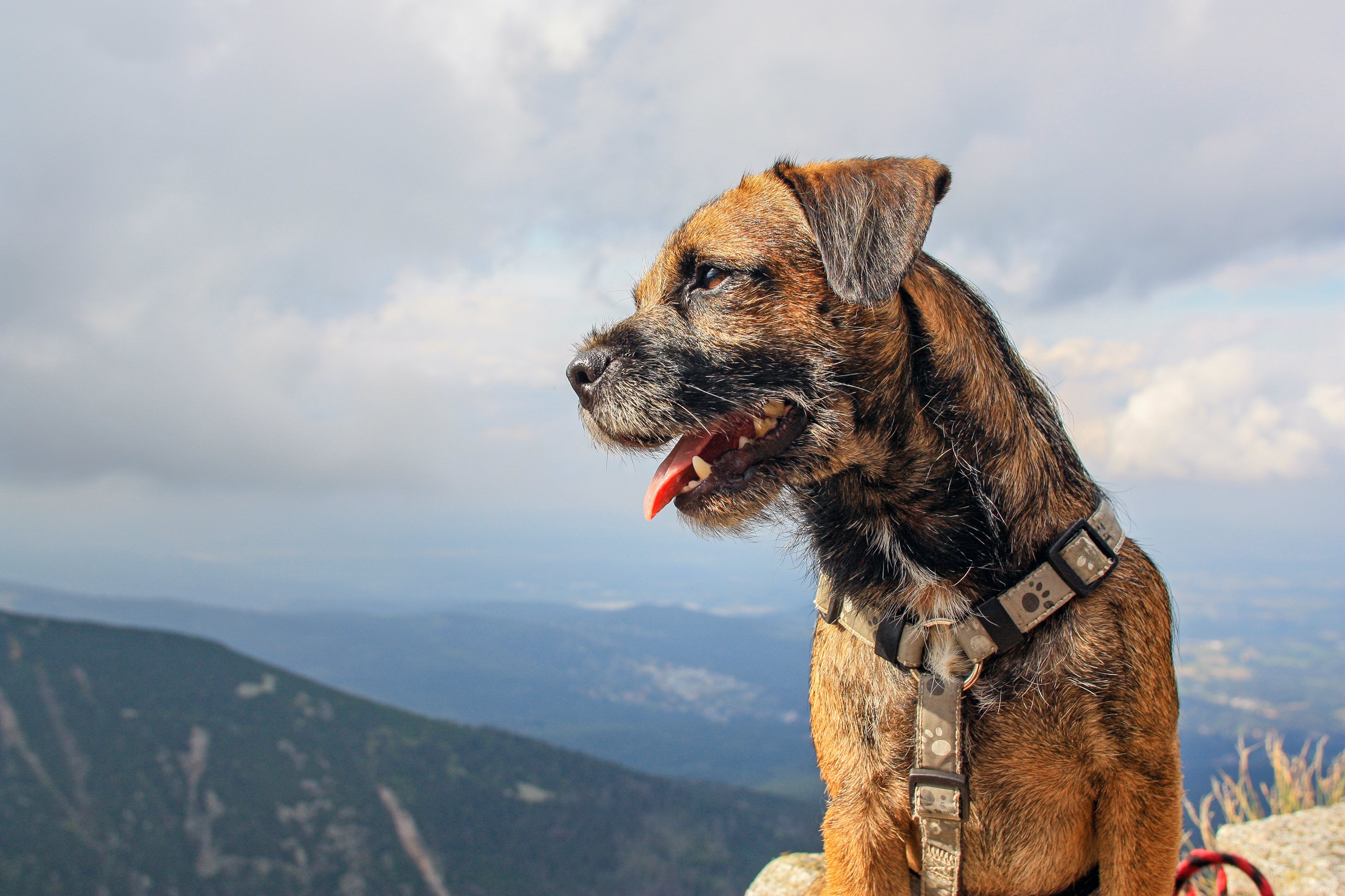 border terrier