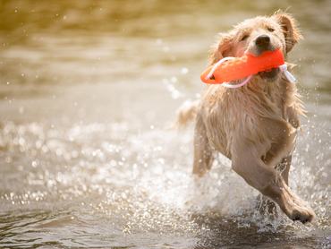 Golden retriever apportíroz, vízben játszik