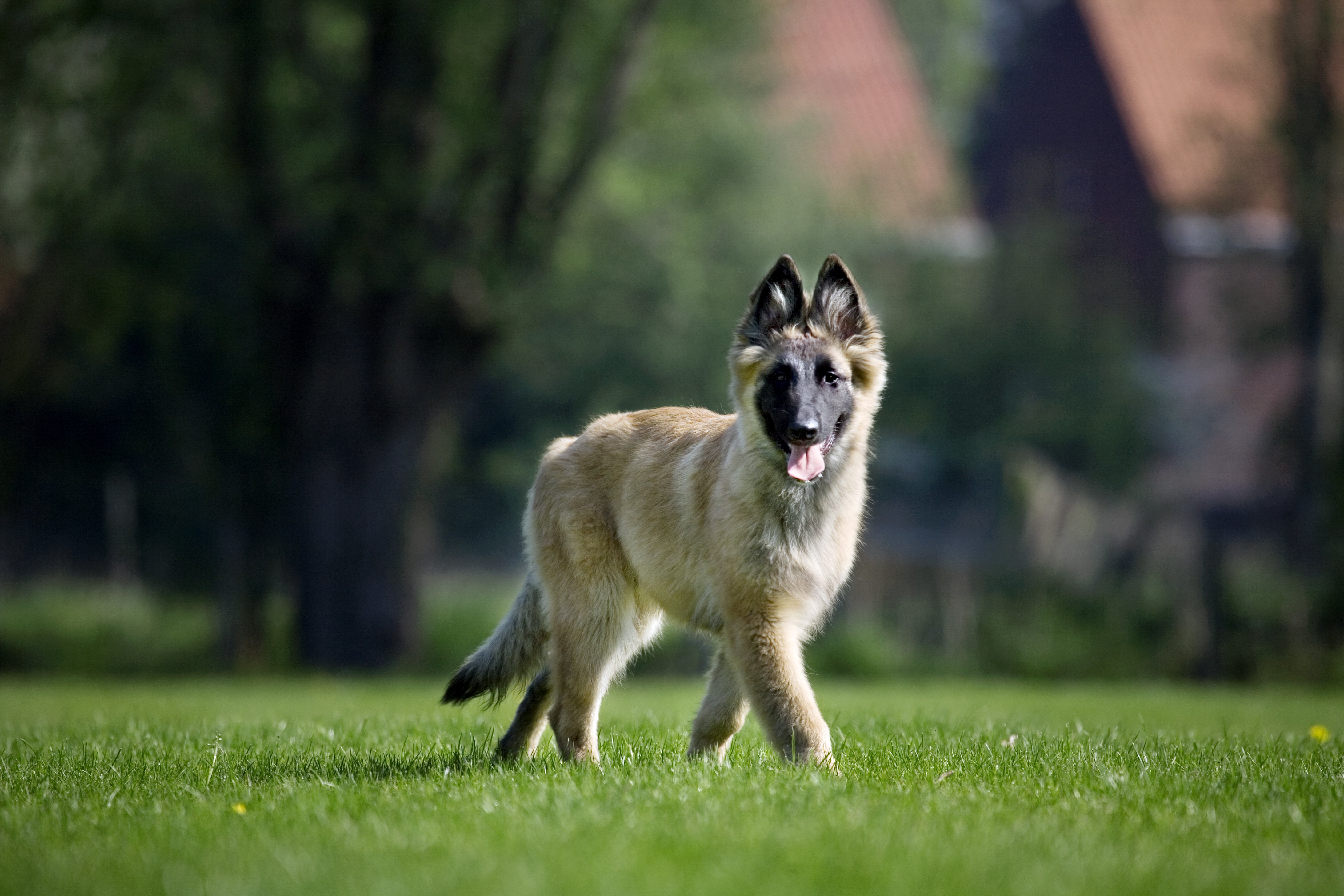 kölyök tervuren/ tervueren