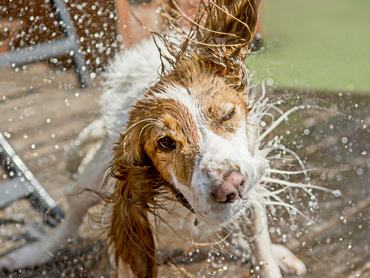 Beagle megrázza magát, lerázza a vizet